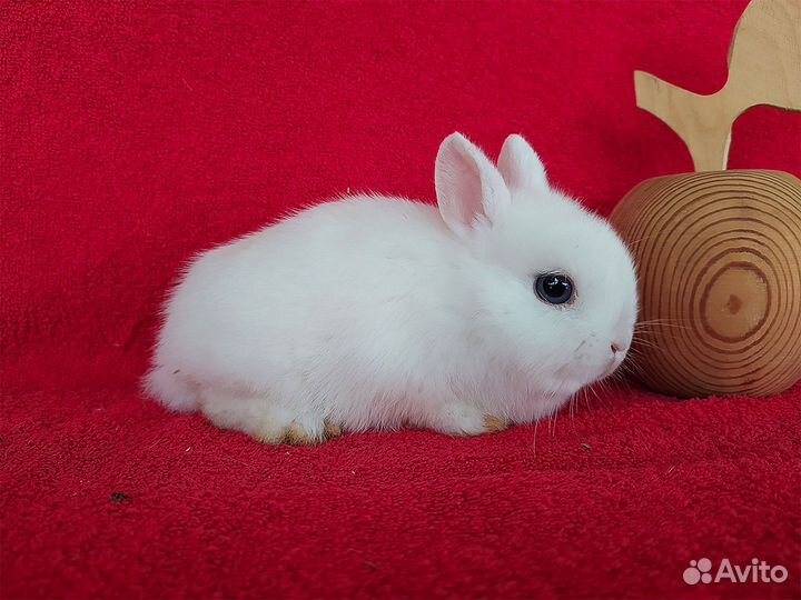 Домашние декоративные кролики