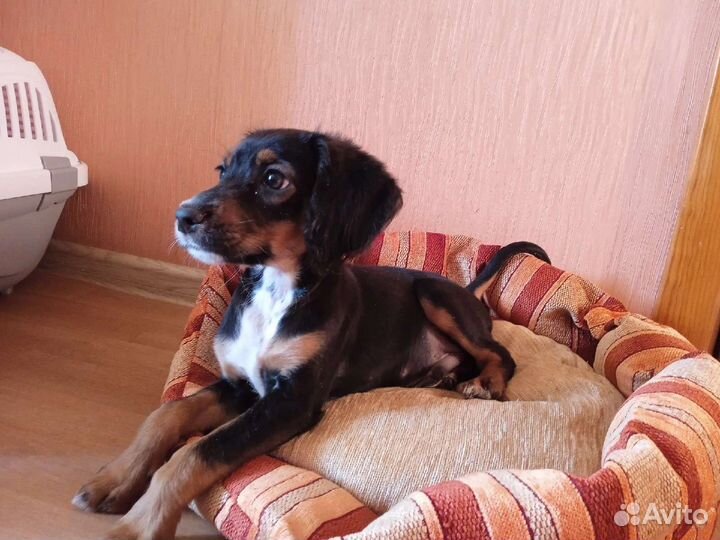 Передержка маленьких собак/ кошек/зооняня/Ситтер