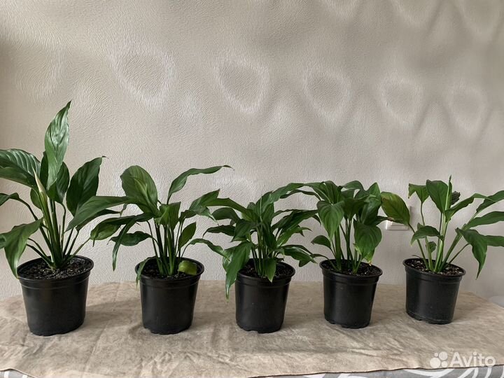 Спатифиллум