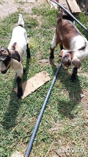 Продам козлят на племя и дойных козочек