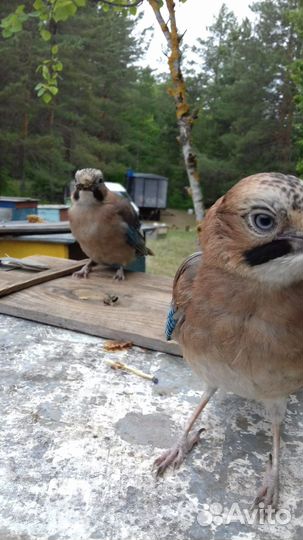 Улей для пчел