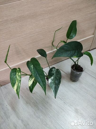 Эпипремнумы и Сциндапсус