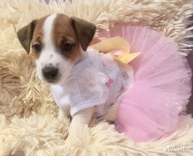 Джек рассел терьер девочки