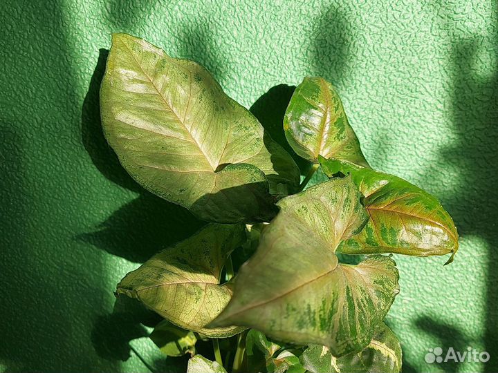 Сингониум кристмас