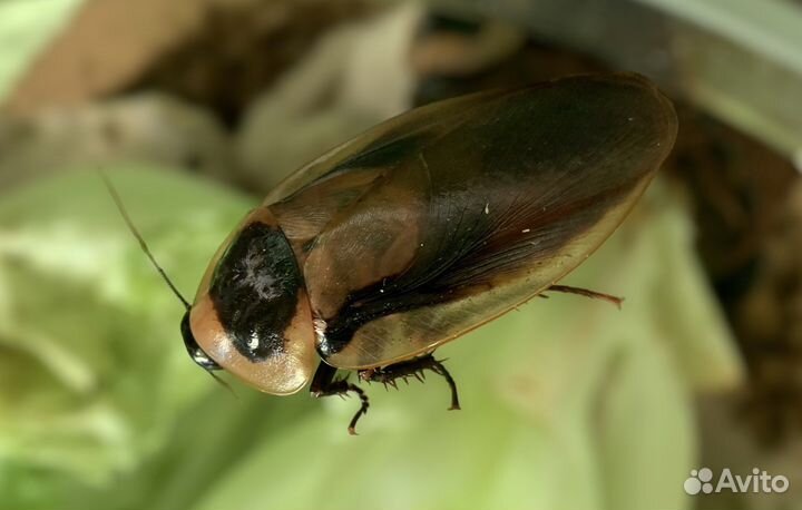 Тропические тараканы