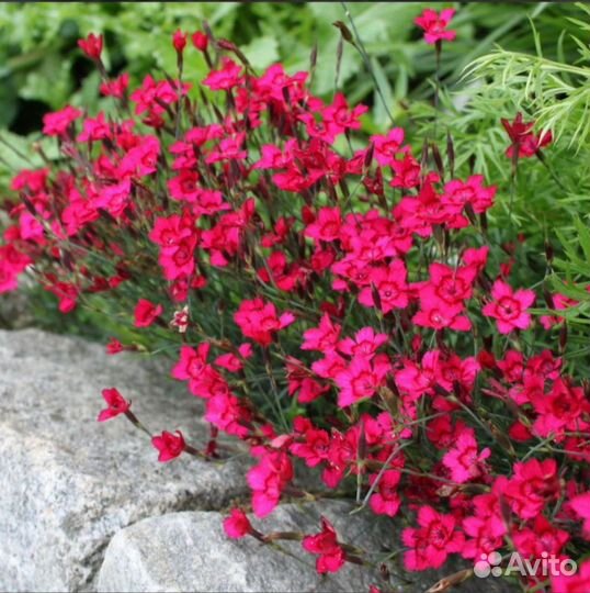 Почвопокровные растения