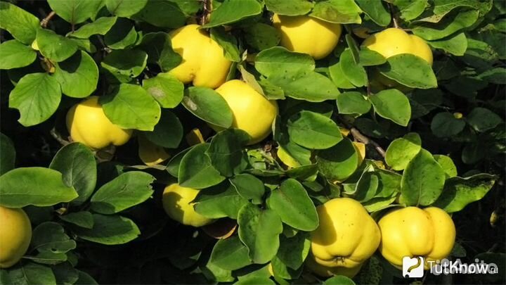 Айва Японская