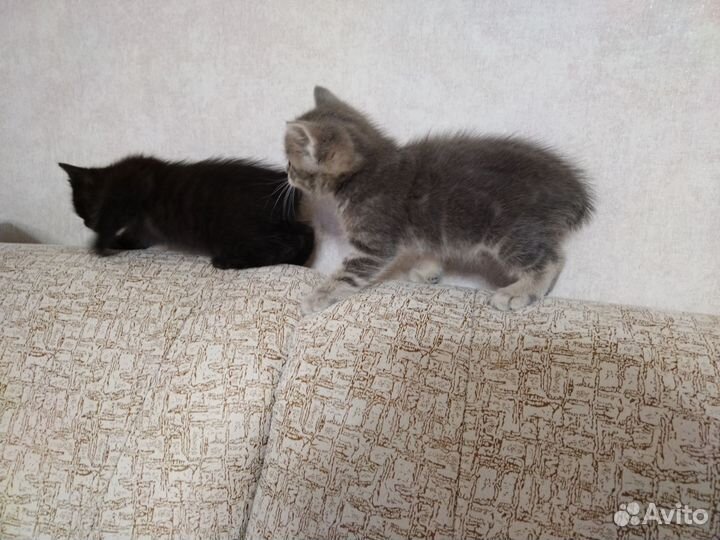 Котята курильский бобтейл