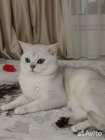Британская шиншилла