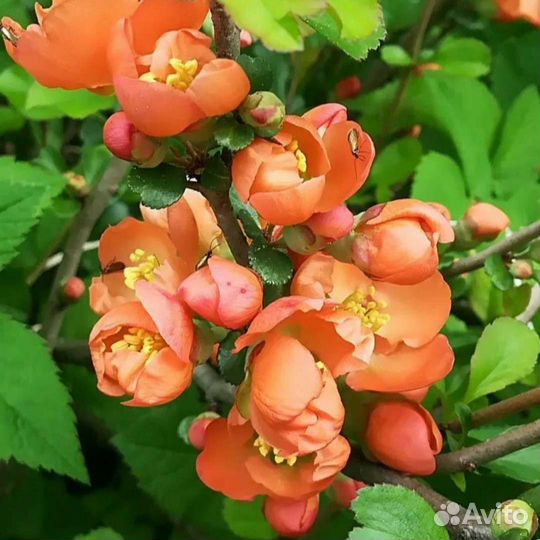 Саженцы декоративных растений