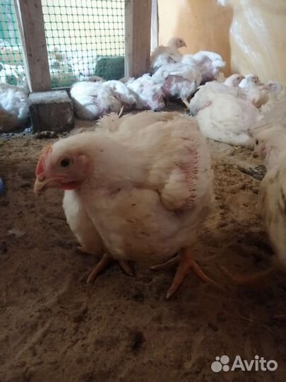 Продаю бройлеров