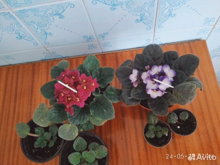 Фиалки сенполии