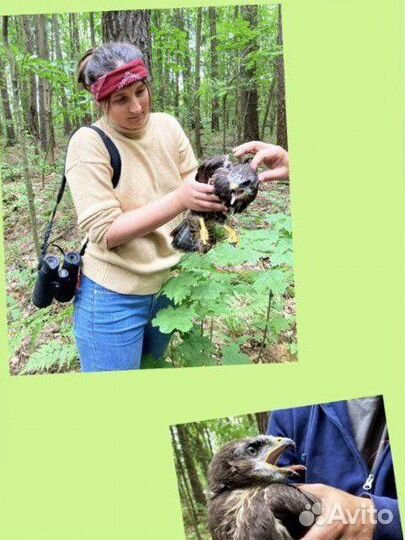 Репетитор по биологии