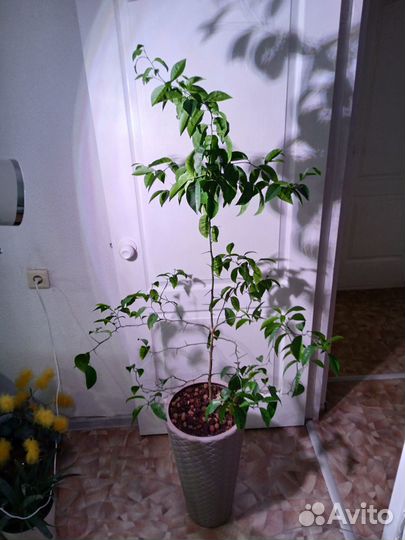 Мандариновое дерево