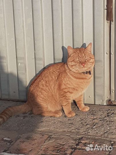 Кот рыжий потерялся