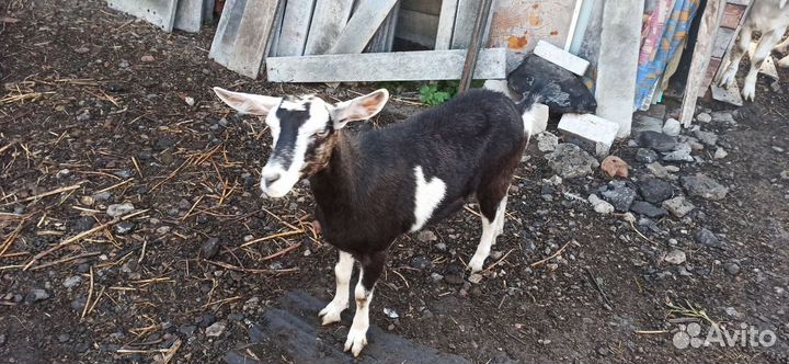 Козы продаю