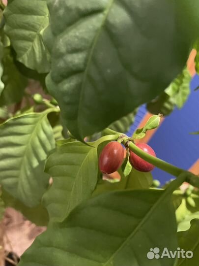 Дерево кофе с плодами, кротон, розмарин