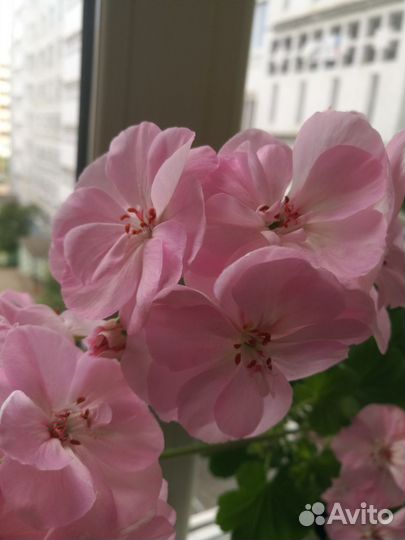 Герань пеларгония