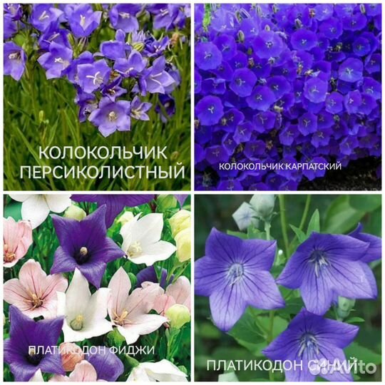 Колокольчики в ассортименте