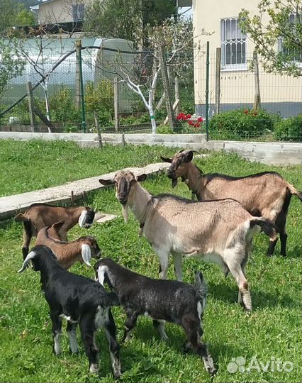 Козы дойные