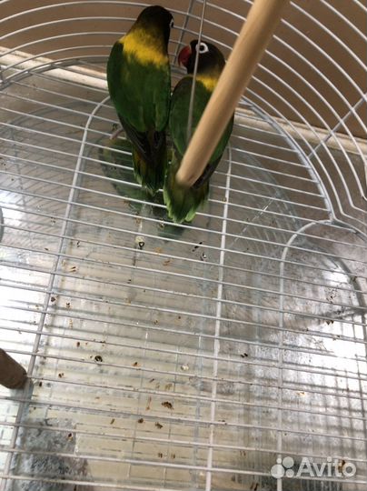 Попугай неразлучники