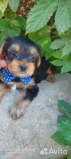 Йоркширский Терьерище