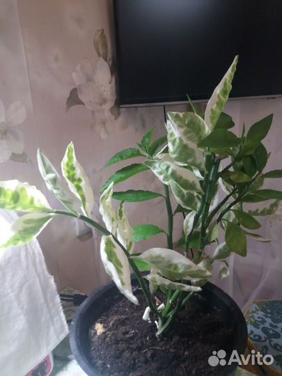 Педилантус