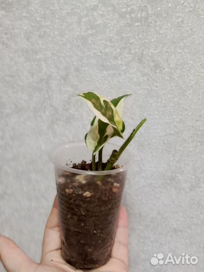 Сциндапсус Н джой