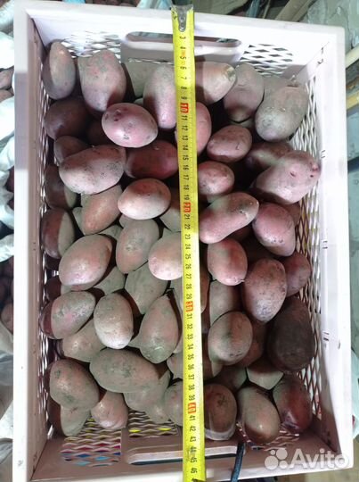 Семенной картофель