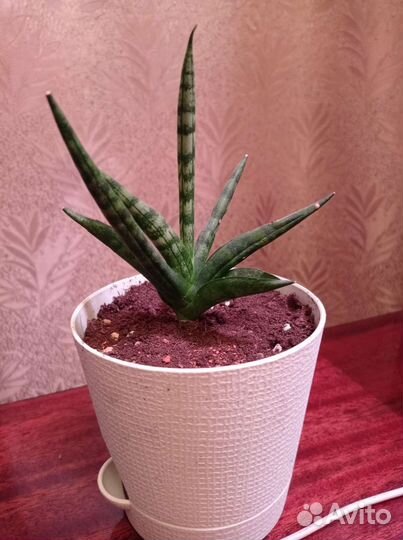 Сансевиерия сортовая