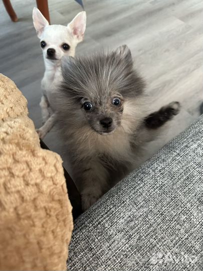Щенок мини шпица