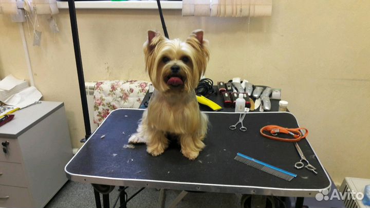 Стрижка кошек и собак без наркоза