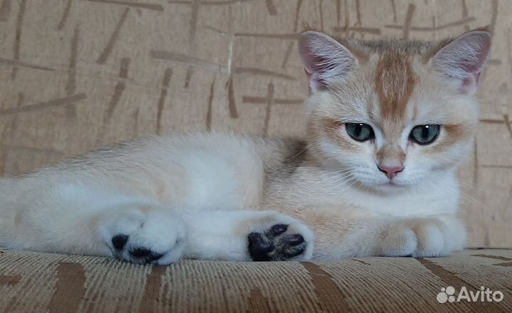 Котята золотая шиншилла ny 12