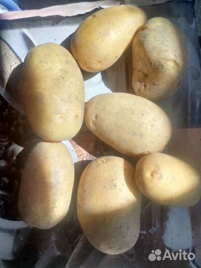 Продам картофель