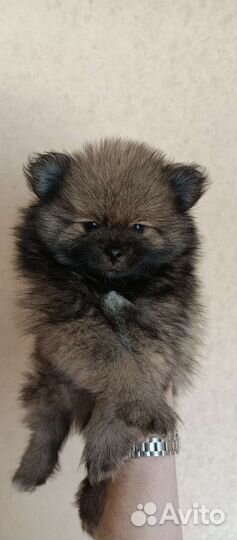 Щенки шпица