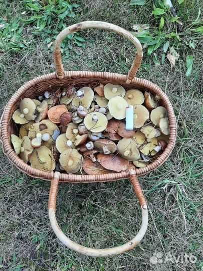 Лесные грибочки