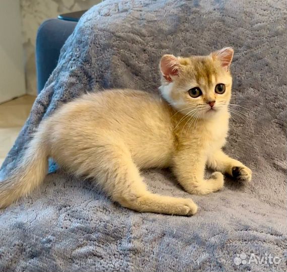 Британская малышка