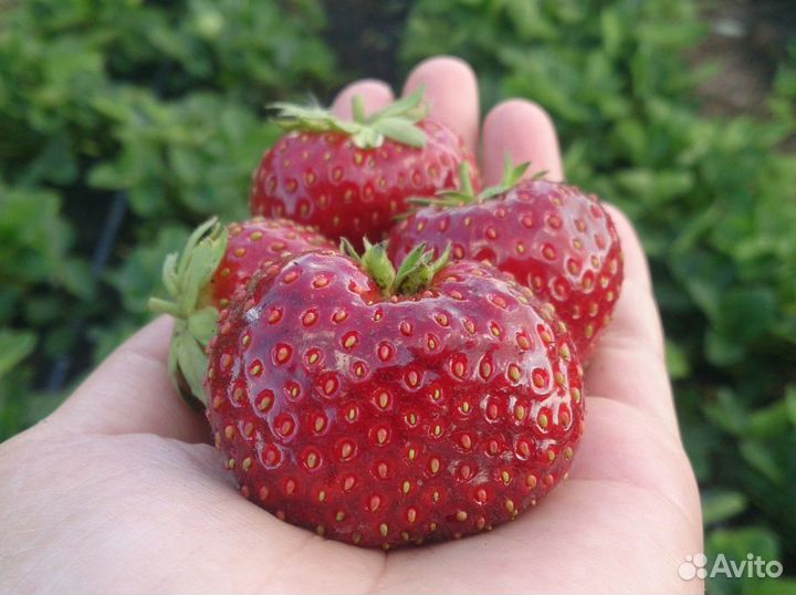 Рассада клубники Мальвина