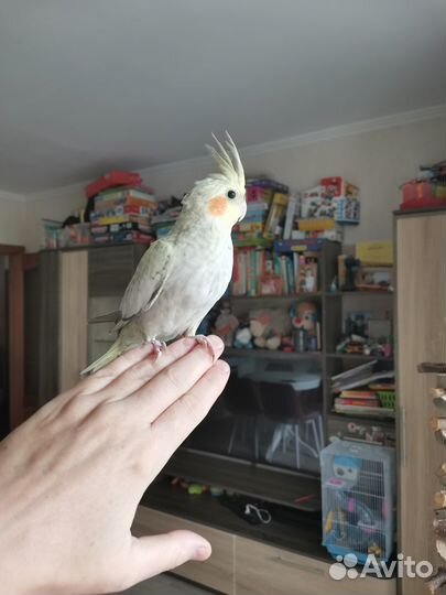 Попугай корелла птенец