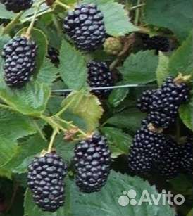 Саженцы ежевики из своего сада