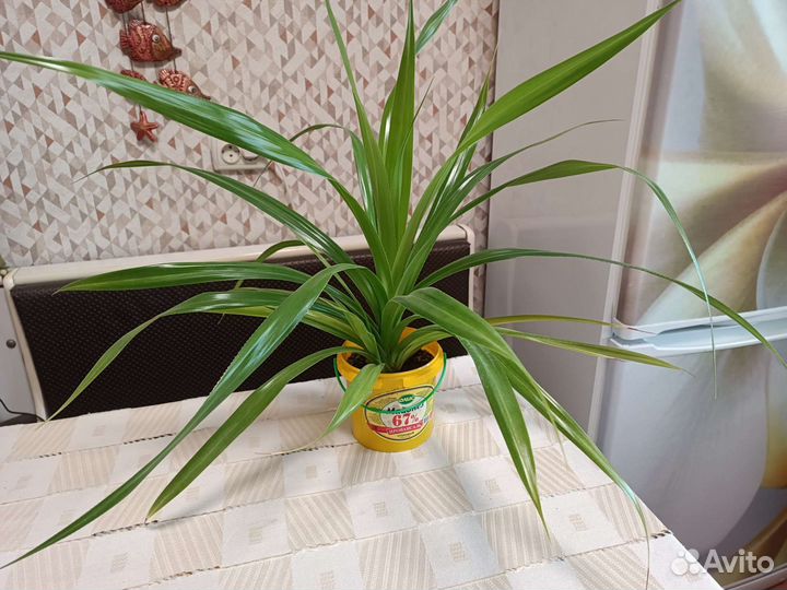 Комнатные растения