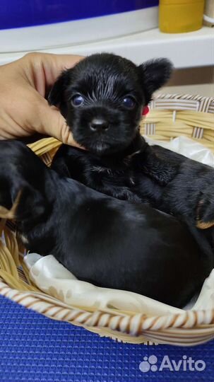 Малыши цветного йорка