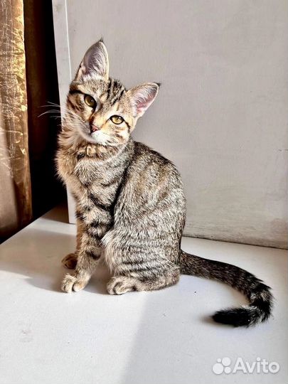 Василиска (3 мес.) с шикарными кисточками на ушах