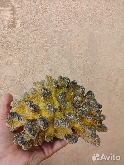 Коралл в аквариум