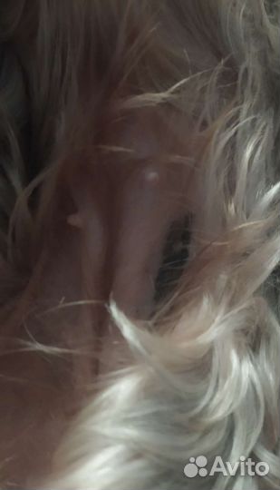 Йоркширский терьер мини девочка