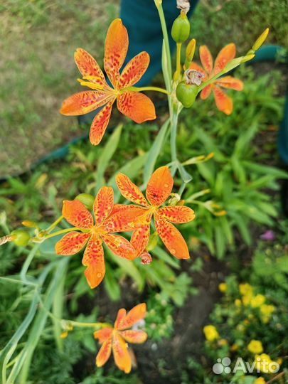 Необычные домашние растения