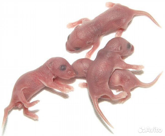 Мышь суточная