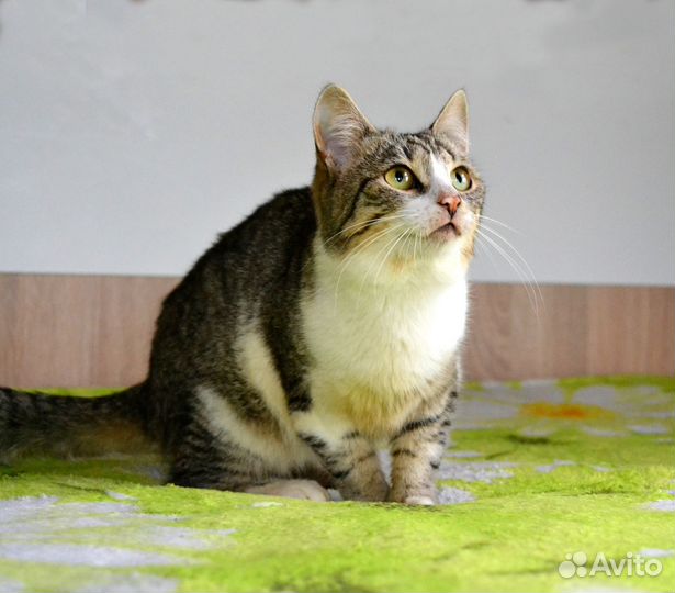Котик в добрые руки