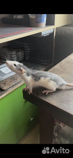 Крыски Дамбо Хаски