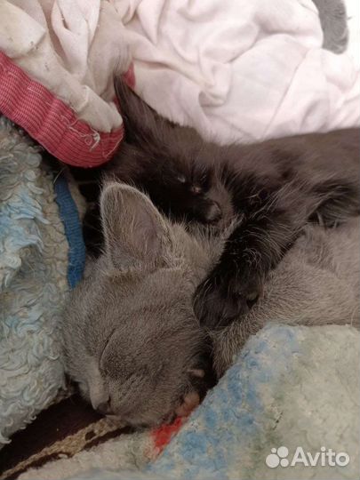 Котята в добрые руки бесплатно